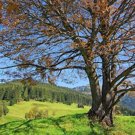 Alpenrose