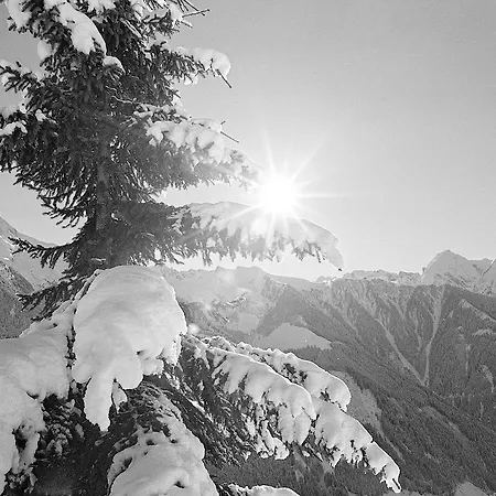 Alpenrose